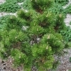 Pinus mugo 'Gnom' -- Gnomenzwergkiefer